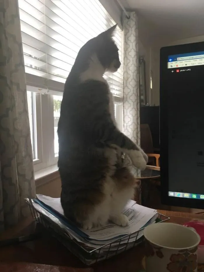 My Tech Support.