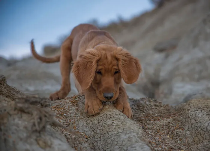 Golden Retriever Love