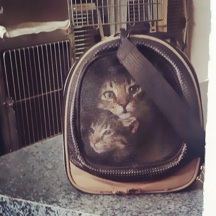 Our Two Cats Look Like They Were Cross-Stitched Onto The Carrier