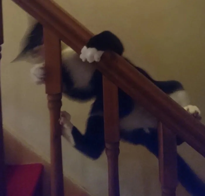 He Often Goes Upstairs By Climbing The Banister More Than Using The Actual Stairs