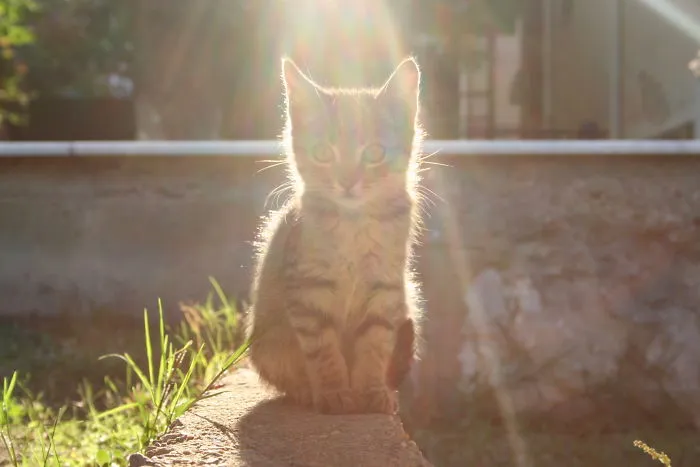 Fluffy Kitty