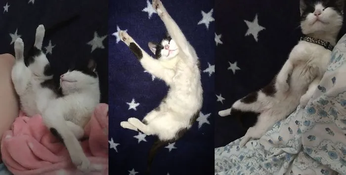 My Cat Romeo Sleeps Weird...
