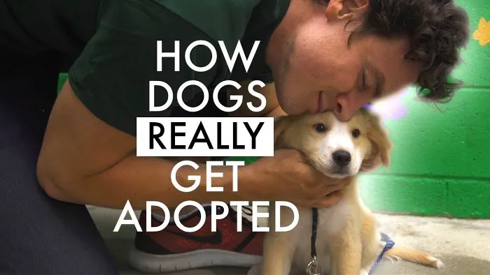 The Dog Adoption Specialist | Funny Dog Adoption Psa