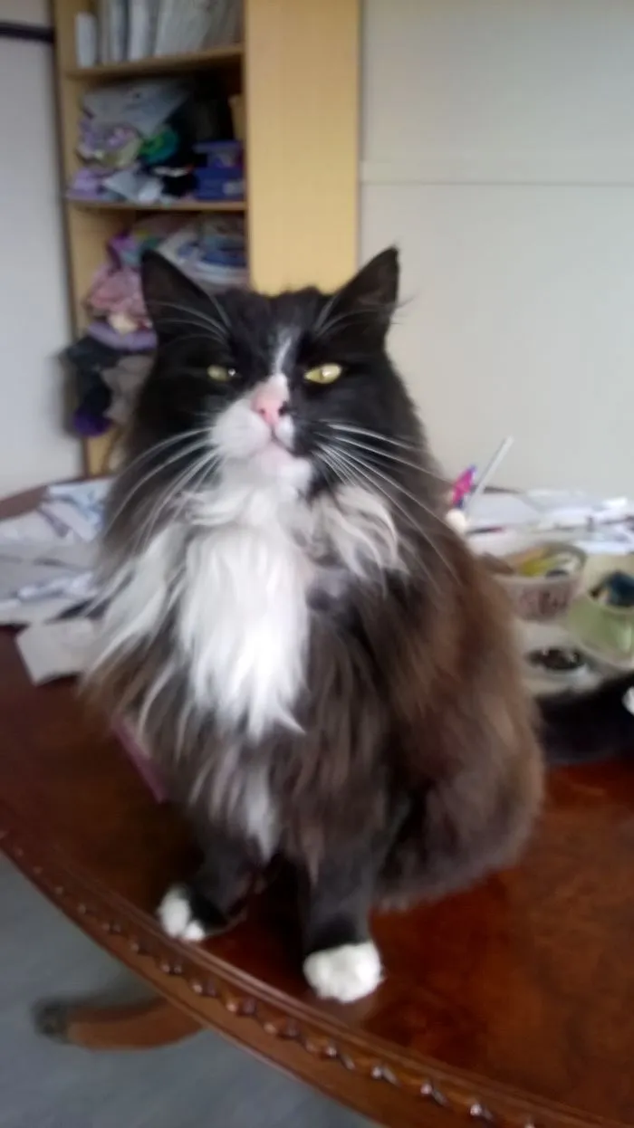 Obey Me Human I Own You