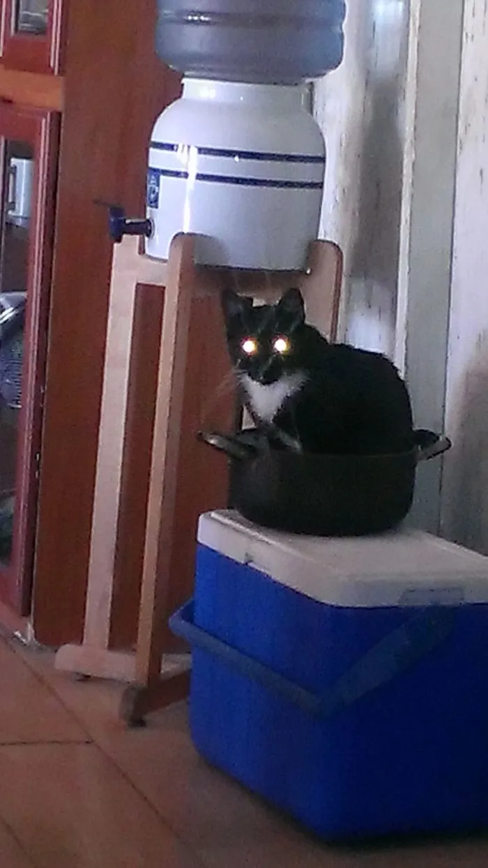 My Cat Likes To Be Inside This Old Pot