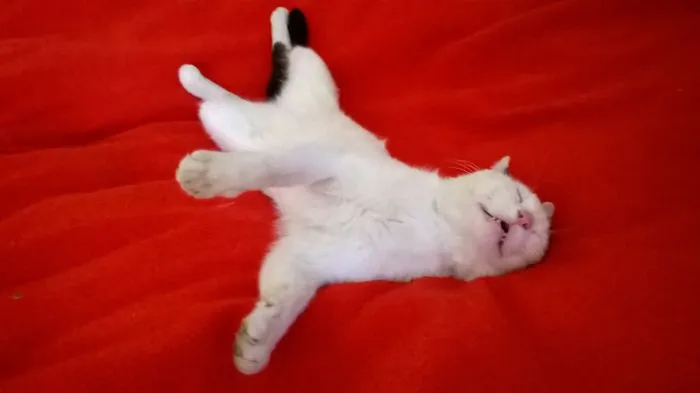 When You're So Tired You Just Fall Over.