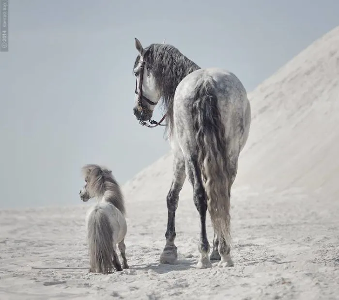 Where The Wild Horses Run