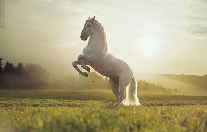 Where The Wild Horses Run