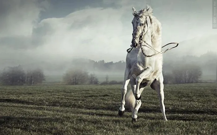 Where The Wild Horses Run