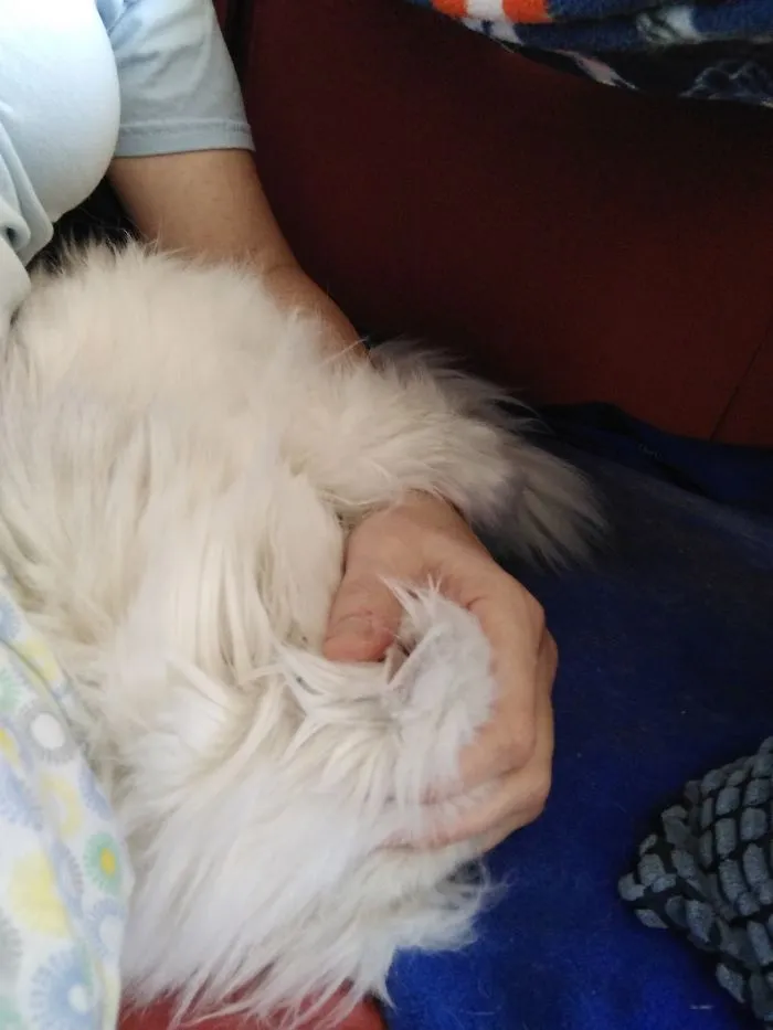 This Is How Xena Snuggles. She Shoves Her Head Into My Hand.