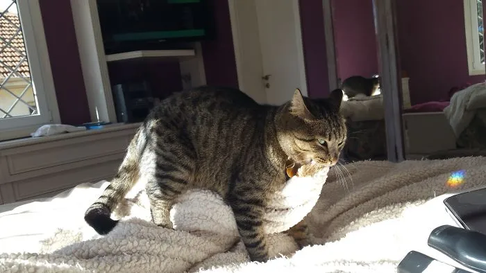 Manolo Having His Way With The Blanket! (he's Been Neutered When He Was 6 Months Old) He Goes Crazy With This Blanket When The Fake Lamb Side Is Up, On The Other Side He's Not Interested!!!
