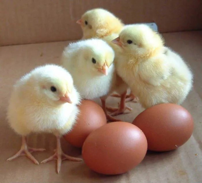 I Raised Baby Chicks