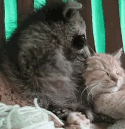 10+ Fotos de mapaches  que demuestran que son unos de los animales más adorables del mundo