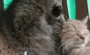 86 Trash Panda Pics That Prove They're The Cutest Animal In The World