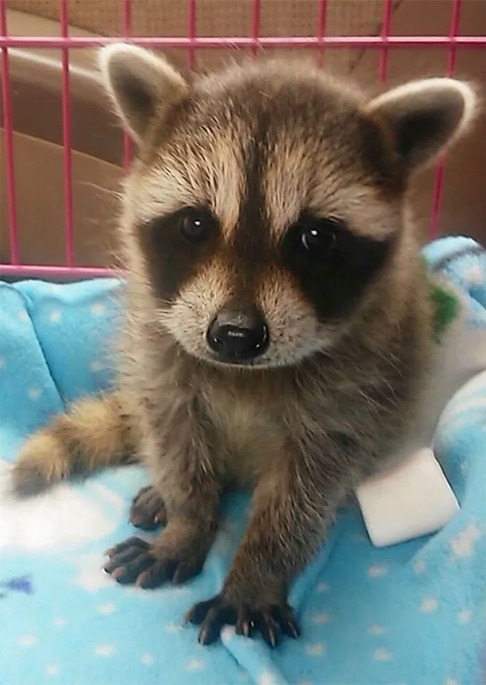 86 Trash Panda Pics That Prove They're The Cutest Animal In The World