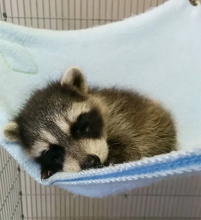 10+ Fotos de mapaches  que demuestran que son unos de los animales más adorables del mundo