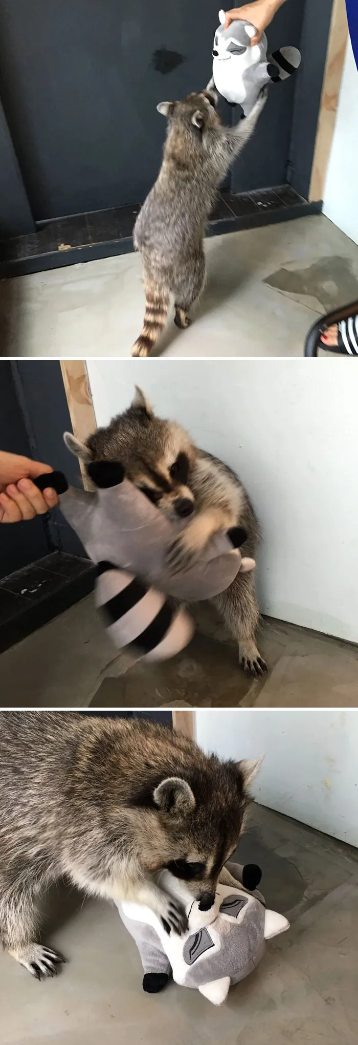 10+ Fotos de mapaches  que demuestran que son unos de los animales más adorables del mundo