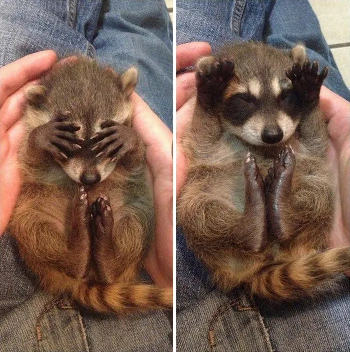 10+ Fotos de mapaches  que demuestran que son unos de los animales más adorables del mundo