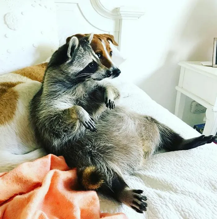 86 Trash Panda Pics That Prove They're The Cutest Animal In The World