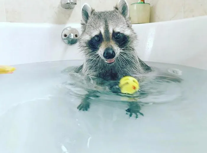 86 Trash Panda Pics That Prove They're The Cutest Animal In The World