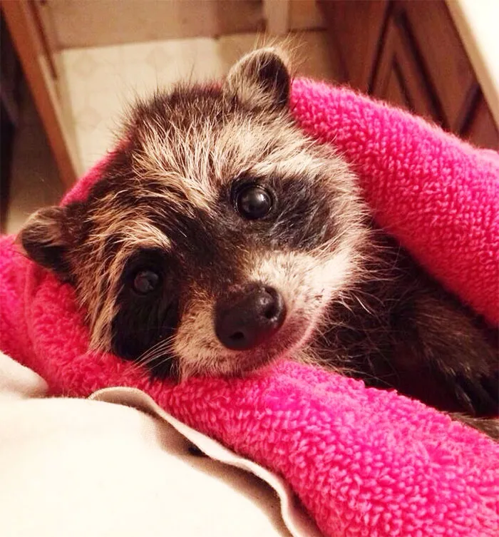 86 Trash Panda Pics That Prove They're The Cutest Animal In The World