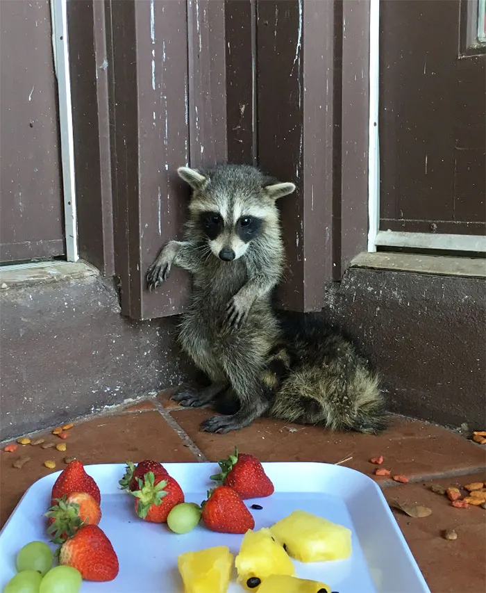 86 Trash Panda Pics That Prove They're The Cutest Animal In The World