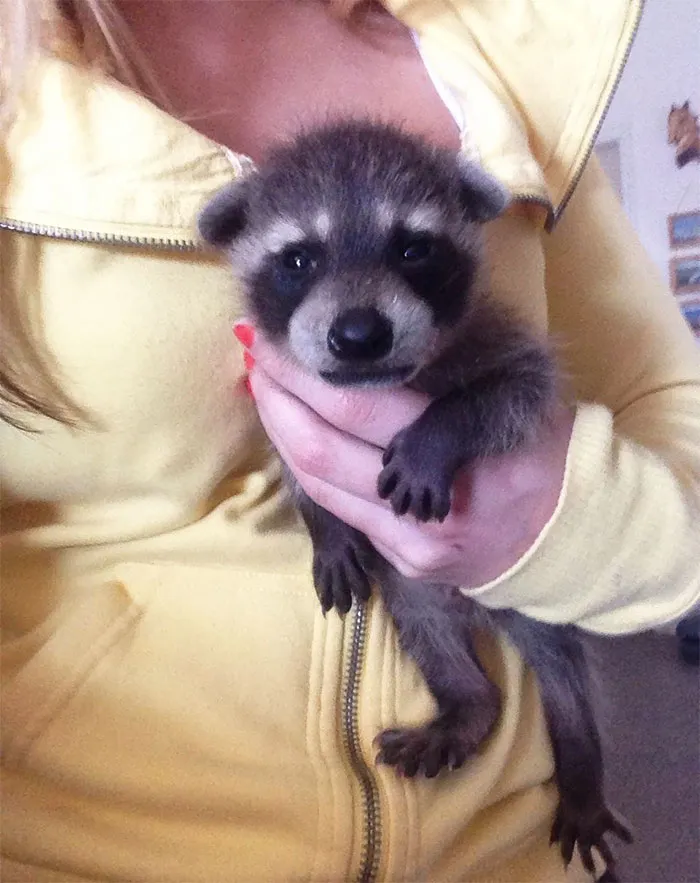 86 Trash Panda Pics That Prove They're The Cutest Animal In The World
