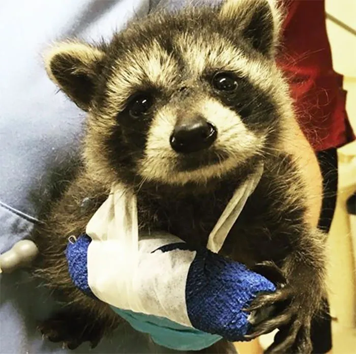 86 Trash Panda Pics That Prove They're The Cutest Animal In The World