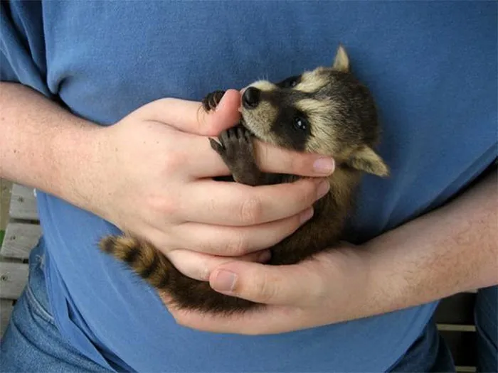 86 Trash Panda Pics That Prove They're The Cutest Animal In The World