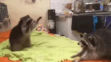 10+ Fotos de mapaches  que demuestran que son unos de los animales más adorables del mundo