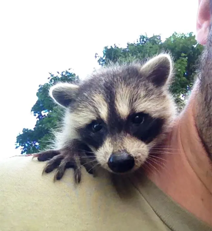 86 Trash Panda Pics That Prove They're The Cutest Animal In The World