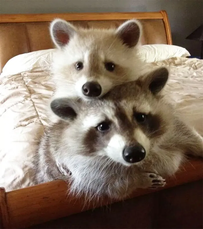 10+ Fotos de mapaches  que demuestran que son unos de los animales más adorables del mundo