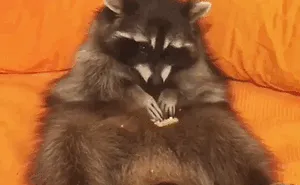 86 Trash Panda Pics That Prove They're The Cutest Animal In The World
