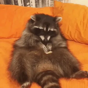 10+ Fotos de mapaches  que demuestran que son unos de los animales más adorables del mundo