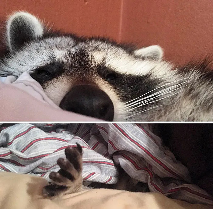 86 Trash Panda Pics That Prove They're The Cutest Animal In The World