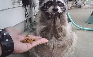 86 Trash Panda Pics That Prove They're The Cutest Animal In The World