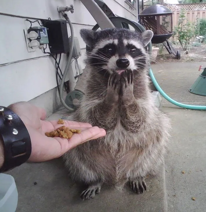 10+ Fotos de mapaches  que demuestran que son unos de los animales más adorables del mundo