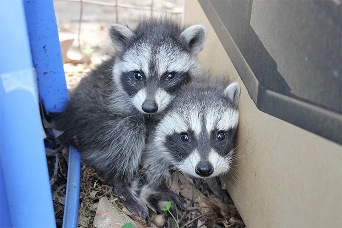86 Trash Panda Pics That Prove They're The Cutest Animal In The World