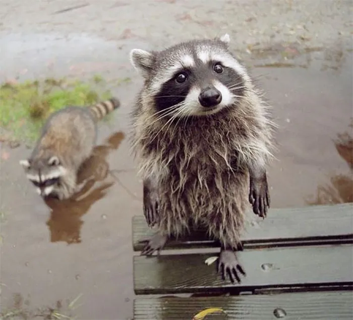 10+ Fotos de mapaches  que demuestran que son unos de los animales más adorables del mundo