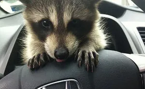 86 Trash Panda Pics That Prove They're The Cutest Animal In The World