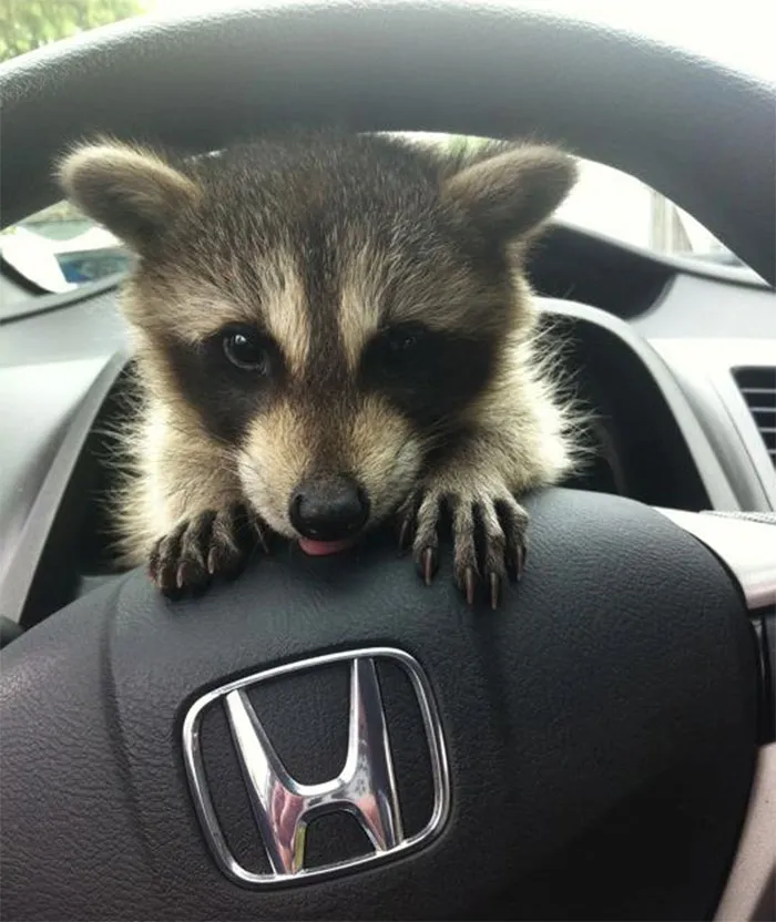 Adorable-cute-raccoons