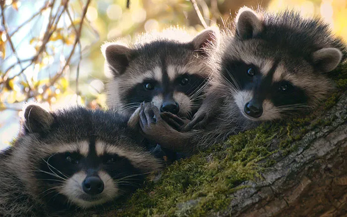 10+ Fotos de mapaches  que demuestran que son unos de los animales más adorables del mundo