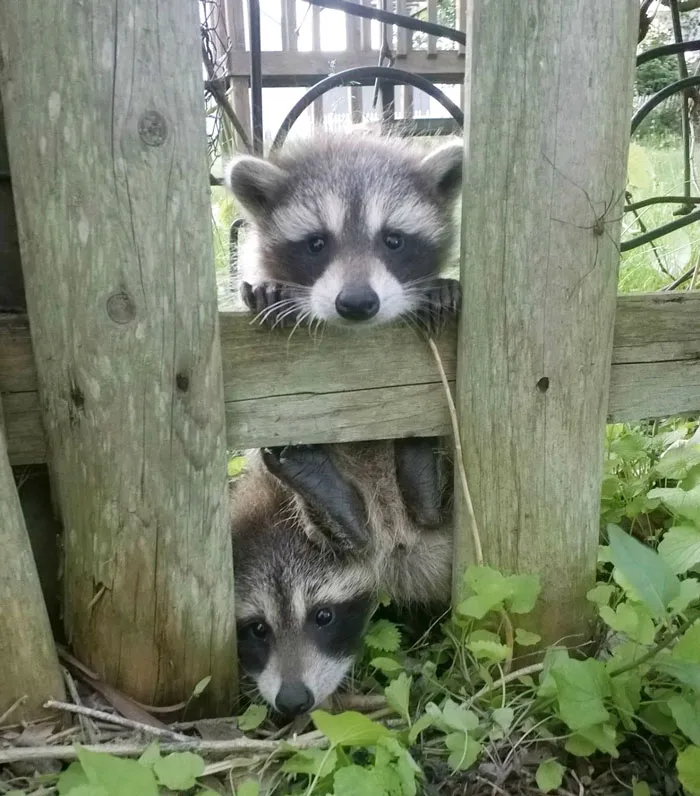 86 Trash Panda Pics That Prove They're The Cutest Animal In The World