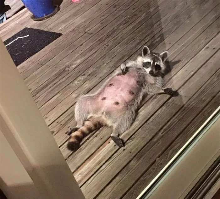 86 Trash Panda Pics That Prove They're The Cutest Animal In The World