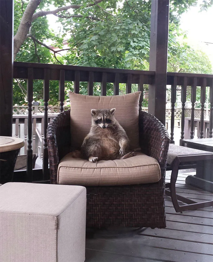 86 Trash Panda Pics That Prove They're The Cutest Animal In The World