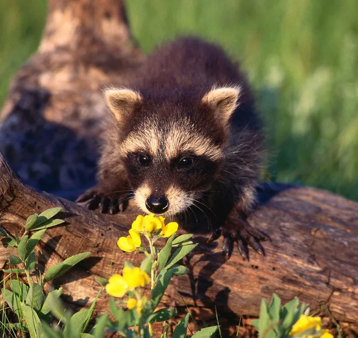 86 Trash Panda Pics That Prove They're The Cutest Animal In The World