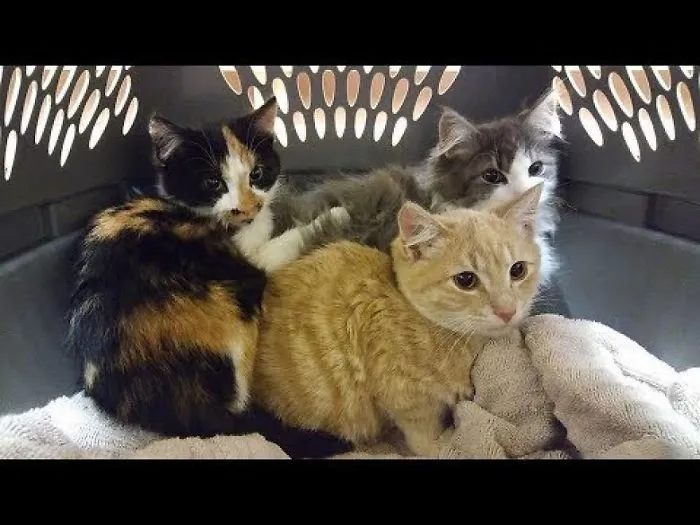 The Rescue Story Of Three Wild Cats And Their Newfound Love For Humans.