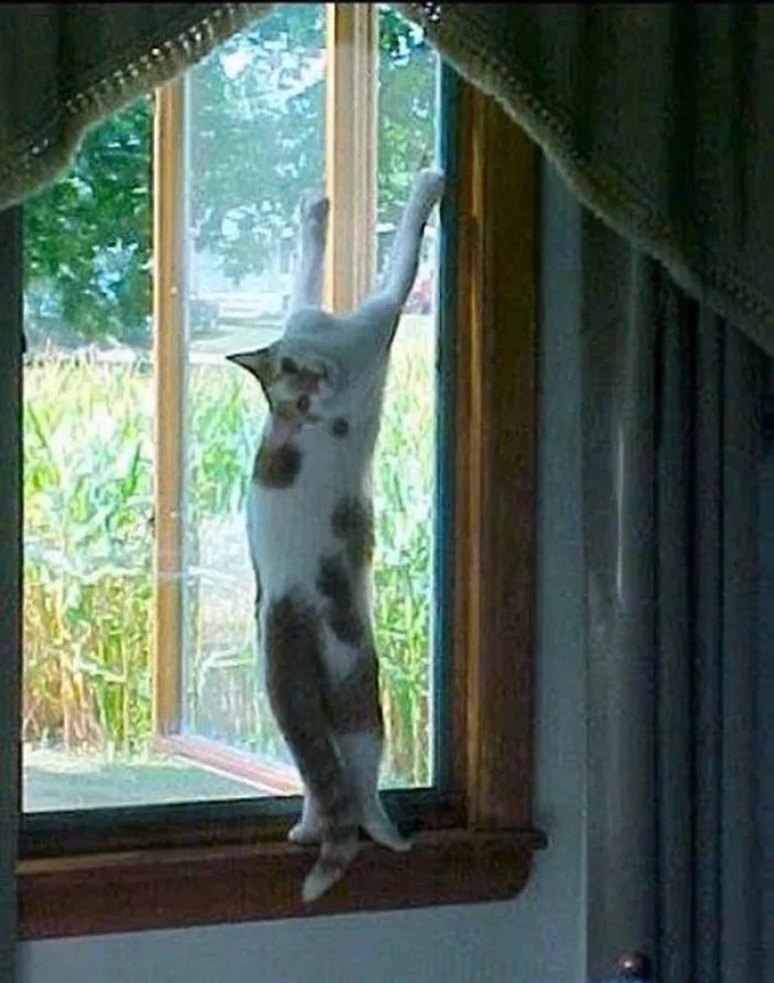 Got Caught Climbing The Screen...then Got Stuck