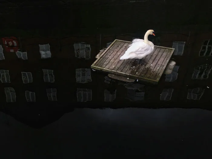 Dongrui Yu From Yunnan, China, 2nd Place, Animals