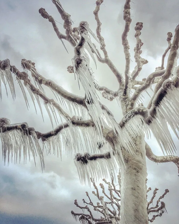 Magali Chesnel From Ferney-voltaire, France, 1st Place, Trees
